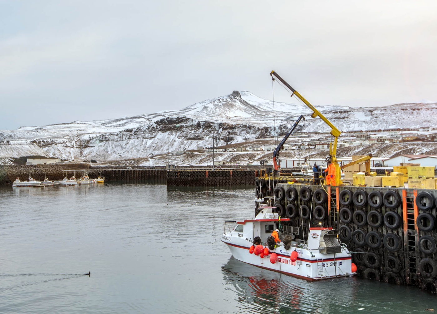 Fiskebåten Signý landar fångst i hamnen i Ólafsvík på Snæfellsnes